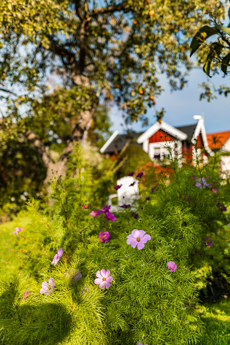 En röd kolonistuga med rosa blommor i förgrunden