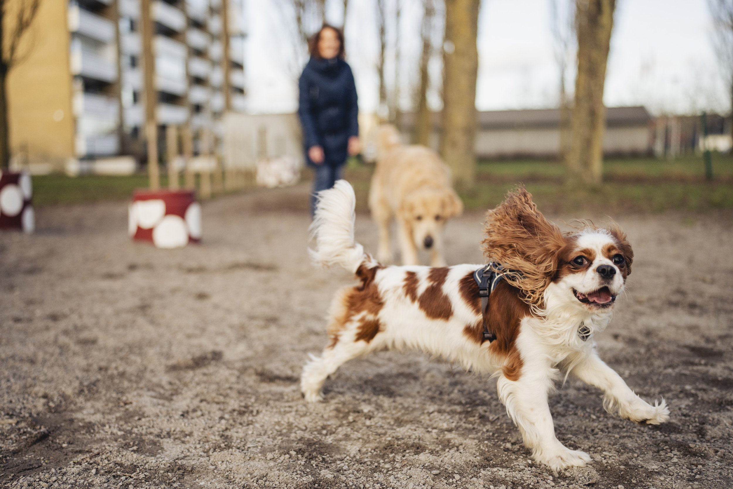 En hund springer
