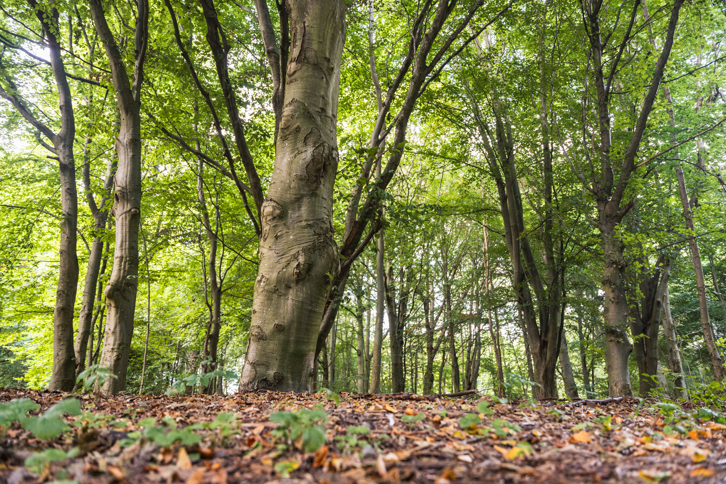 Guidad vandring: Karlslundsparkens historia och utveckling